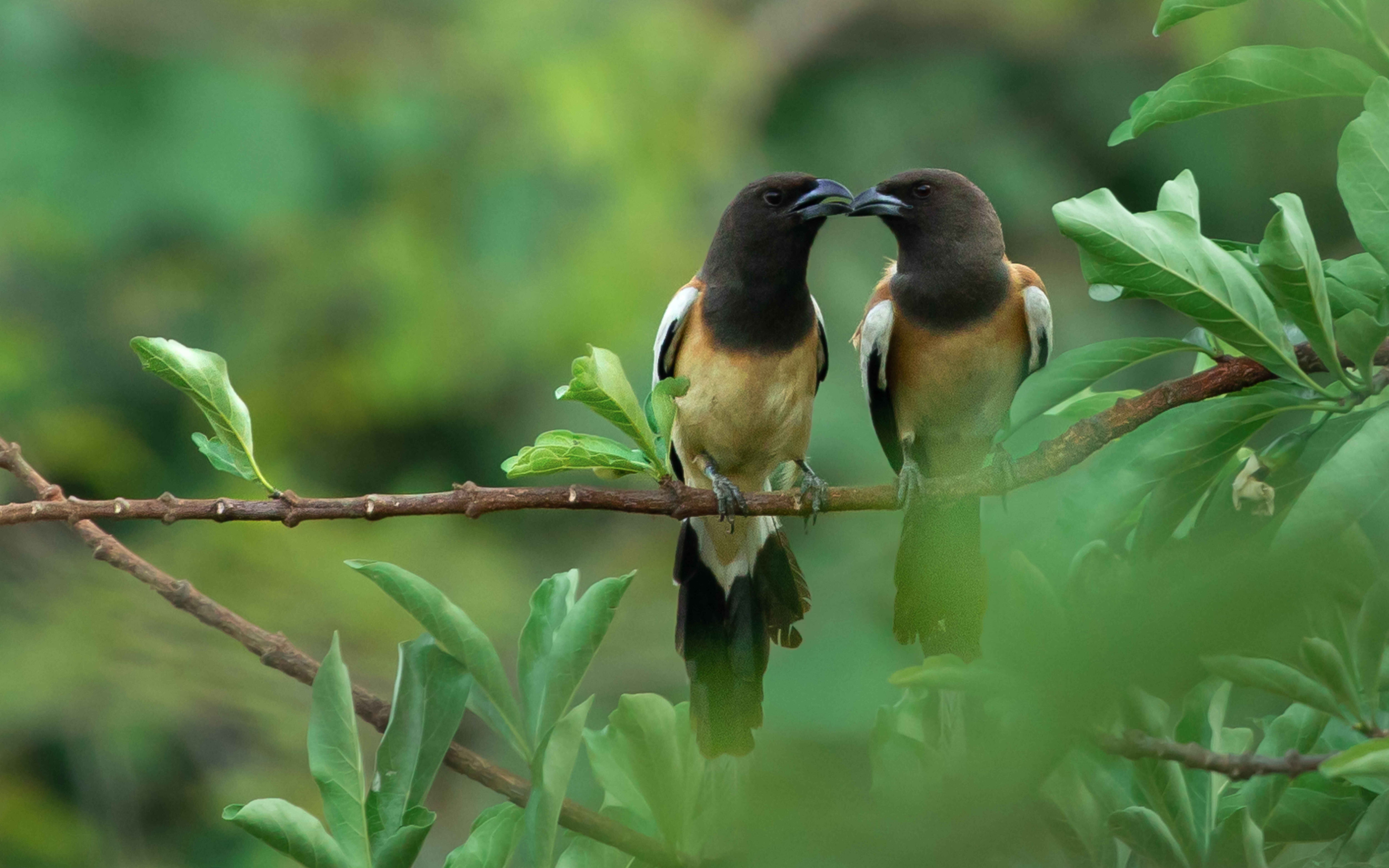Rufous Treepie